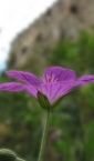 Kamieniec