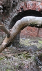 Tyniec